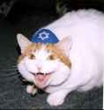 JewCat.jpg