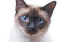 A-Siamese-cat.jpg