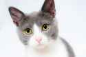 cat-pet-animal-domestic-104827.jpg