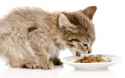 best-kitten-food.jpg