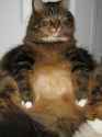 Funny-fat-kittens-with-captionsthese-funny-fat-cats-might-be-garfields-brothers-fun4pic-cool-ecdc1urp.jpg