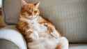 fat-cat.jpg