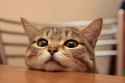 11_cat_photos.jpg