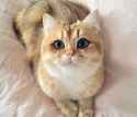 cat-cute-cute-cat-like-Favim.com-5094678.jpg