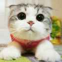 5307420-cute-cat-pics.jpg