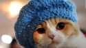 151104100359-cat-internet-super-tease.jpg