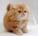 cute-cat-pictures-the-cutest-cat-ever.jpg