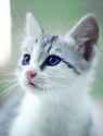 5390472-cute-cat-pic.jpg