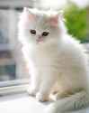 Cute-Cat-Names-for-Male-Female-Cats-Kittens.jpg