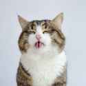handicapped-cat-rexie-fy-4-1152x1152.jpg