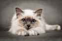 88502b58b2ca3509be47473044fde8cc--wink-wink-adorable-animals.jpg