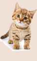 210306-Cute-Cat.png