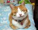cat-happy-cat-e1329931204797.jpg