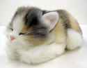 cute-cat-kitten.jpg