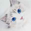 Cute-Cat-with-Blue-Eyes.jpg