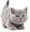 grey-kitten.jpg
