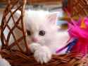 baby-cat-wallpaper.jpg
