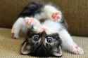 cute-cat-picture-wallpaper.jpg