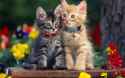 Cute-Cat-Wallpaper-HD.jpg