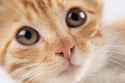 cute_cat_06_hd_picture_170909.jpg