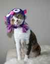 owl-hat-cat-813x1024.jpg