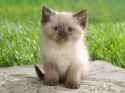 cute_cat_by_tigercat_hu.jpg