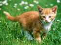 Cute-Cat-cats-13632361-1600-1200.jpg