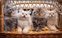 cute-cats1441731243.jpg