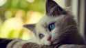 68565747-cute-cat-wallpapers.jpg