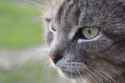 cat-3388894__340.jpg