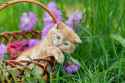 cat-in-basket-with-flowers.jpg