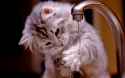 cute_cat_picture.jpg