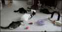 1330874760882.gif
