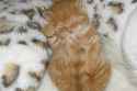 2016-05-30-1464600297-5344544-cutekittennames-thumb.jpg