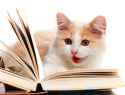 cat-reading-shutterstock_97889852.jpg