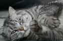 cute_cat_514193.jpg