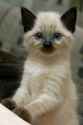 cute-cat-kitty.jpg