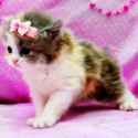 Cute-Cat-whatsapp-profile-picture.jpg