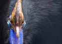 southern-cassowary.jpg