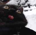 Derpcat.jpg