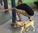 Man_surfs_dog.jpg