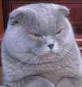 Angryket.png