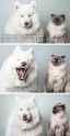 Best recation ever - Imgur.jpg