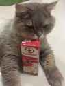 juice cat.jpg