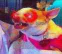 good puppers.png