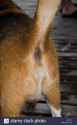 Beagle dog anus - AN9YJY.jpg
