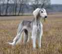 e6ffd47eaecee4e633f37d0cb106e031--saluki-google-search.jpg