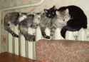 cat (54).jpg