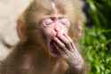 yawning-monkey.jpg