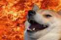 doggerino.jpg